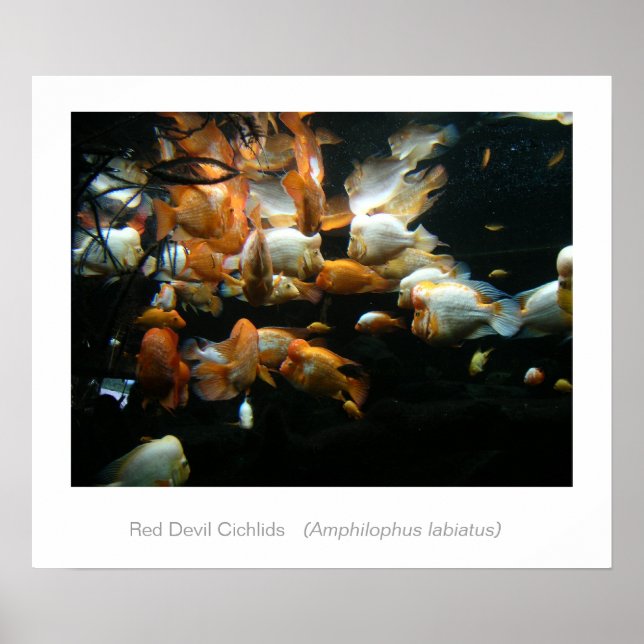 Affiche Red Devil Cichlids (Devant)