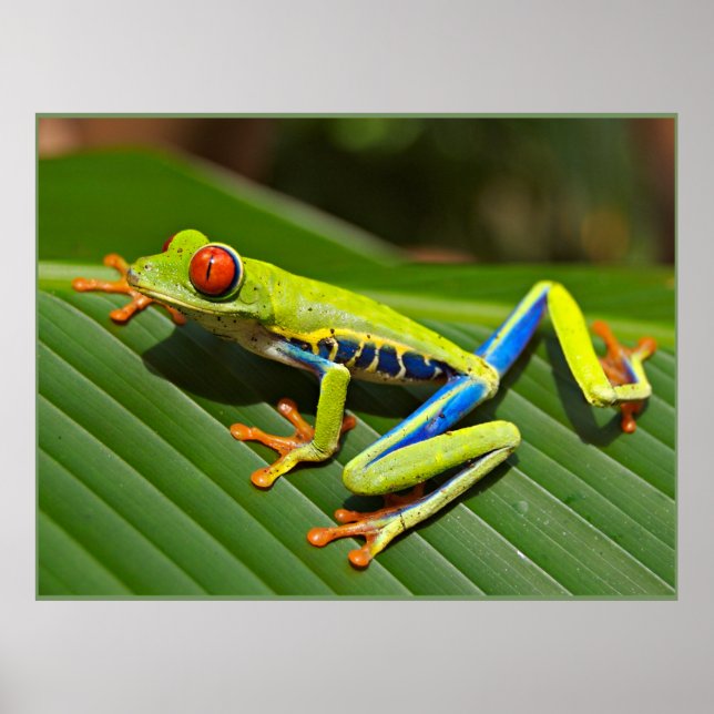 Affiche Red-eyed Tree Frog (Devant)