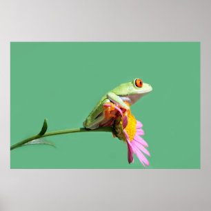Affiche red eyed tree frog