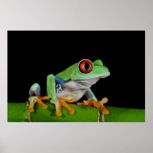 Affiche red eyed tree frog