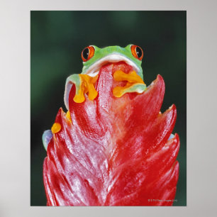 Affiche Red-Eyed Tree Frog on Leaf