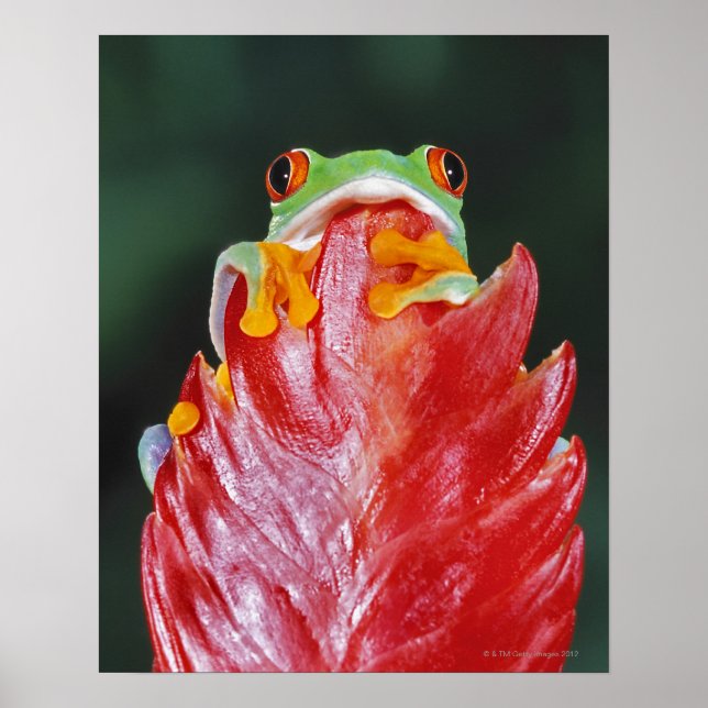 Affiche Red-Eyed Tree Frog on Leaf (Devant)