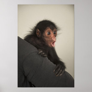 Affiche Red-faced Spider Monkey Ateles paniscus)