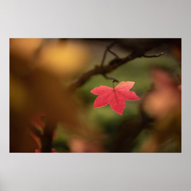 Affiche Red Fall Leaf Nature Photo (Devant)
