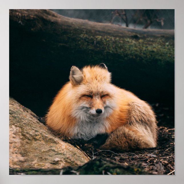 Affiche Red Fox dormant (Devant)