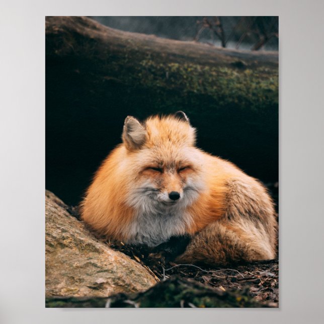 Affiche Red Fox dormant (Devant)