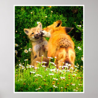Affiche Red Fox Family Wildlife Tender Nature Art Print