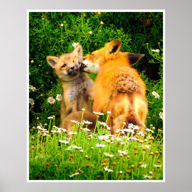 Affiche Red Fox Family Wildlife Tender Nature Art Print (Devant)