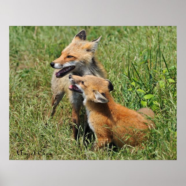 Affiche Red Fox Mama et kit (Devant)