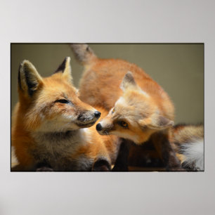 Affiche Red Fox Pair