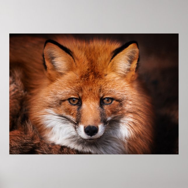 Affiche Red Fox Wild Woodland Animal (Devant)
