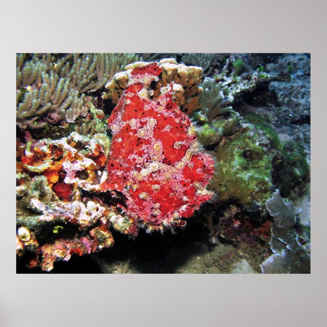 Affiche Red Giant Frogfish (Devant)