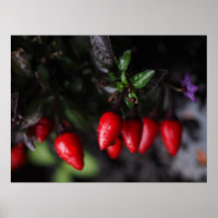 Red Hot Garden Salsa Chili Peppers.