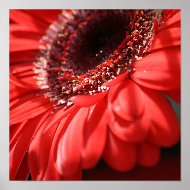 Affiche Red Hot Gerbera (Devant)