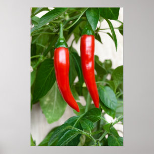 Affiche Red hot pepper