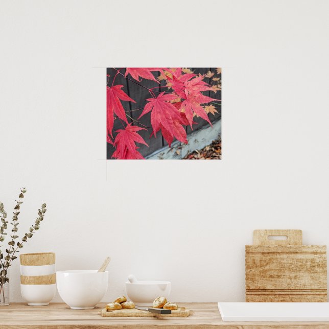 Affiche Red Japanese Maple Leaves Botancial (Cuisine)