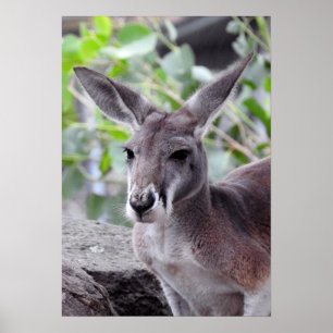 Affiche Red Kangaroo