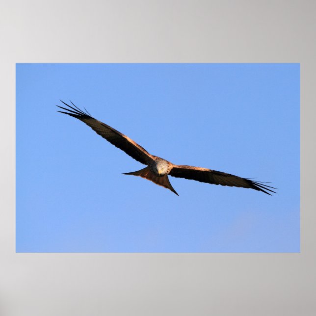 Affiche Red Kite Soaring Print (Devant)