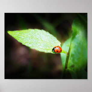 Affiche Red Lady Bug Close Up in Nature Photographie