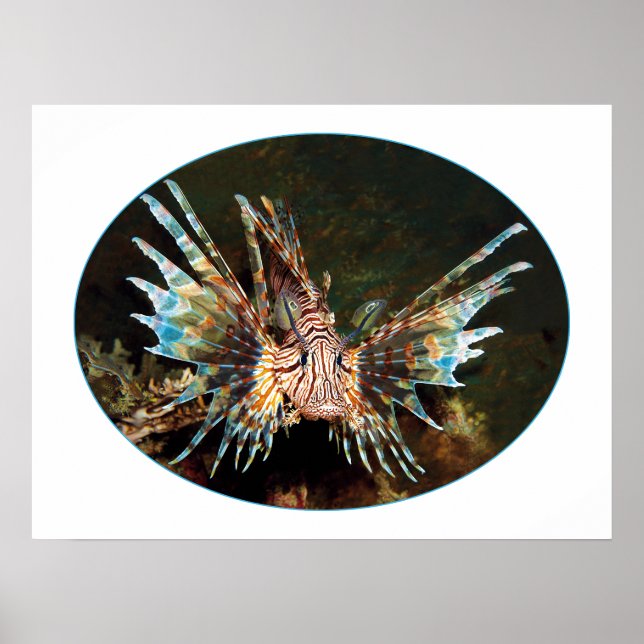 Affiche Red Lionfish, Raja Ampat - Design photographique | (Devant)