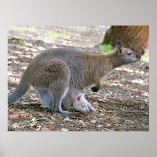 Affiche Red-necked wallaby and its joey holiday 