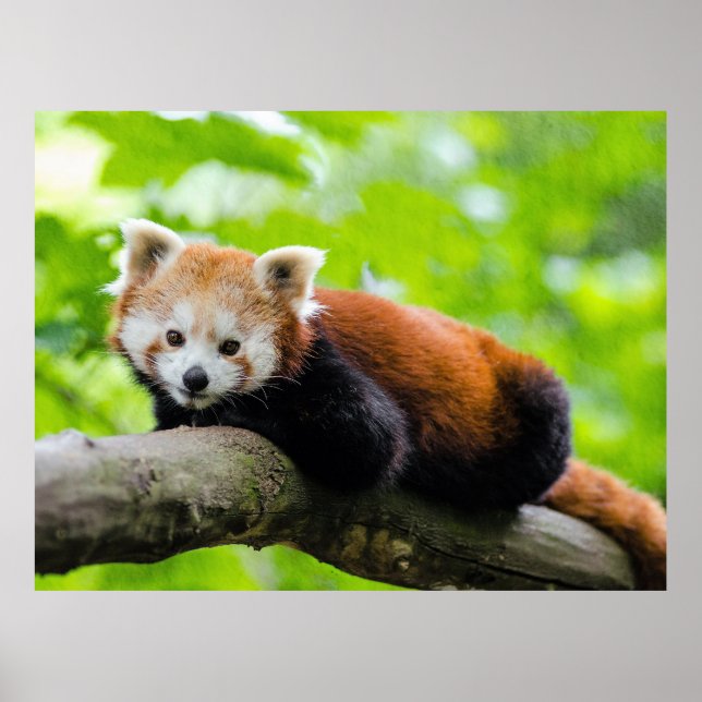 Affiche Red Panda  (Devant)