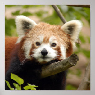 Affiche red-panda-007