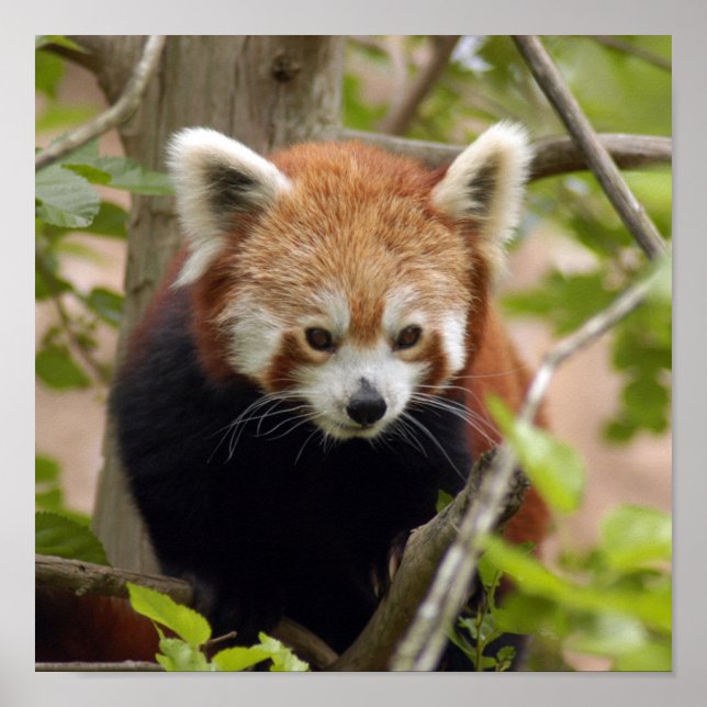 Affiche red-panda-023 (Devant)