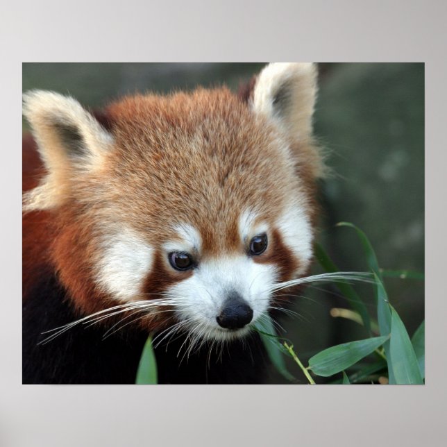 Affiche Red Panda, Zoo de Taronga, Sydney, Australie (Devant)