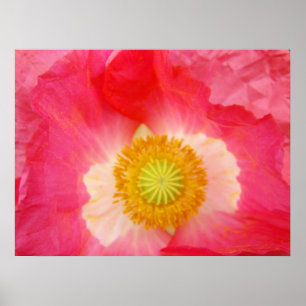 Affiche Red Poppies estampes Oriental Poppy Flowers