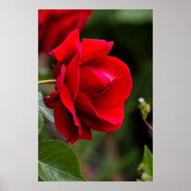 Affiche Red rose (Devant)