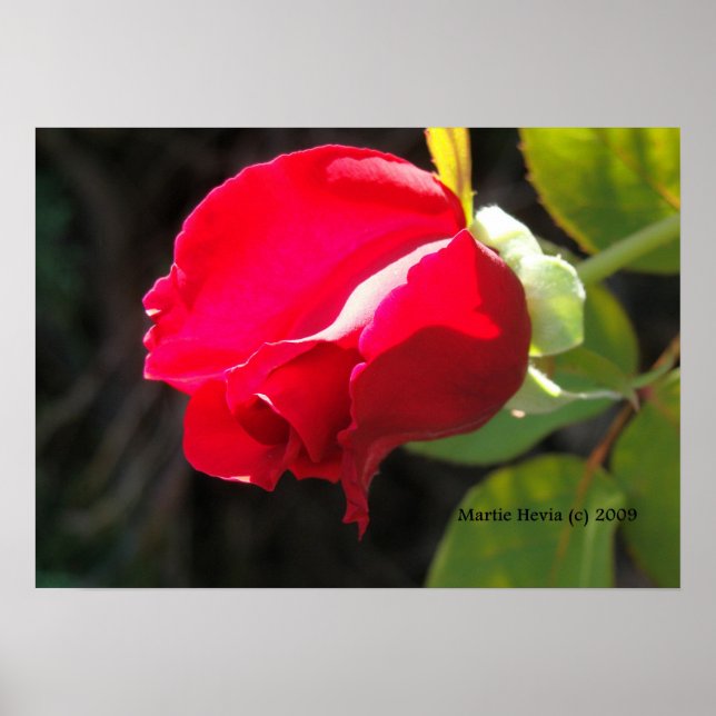 Affiche Red Rose Bud Print - Select Your Frame (Devant)