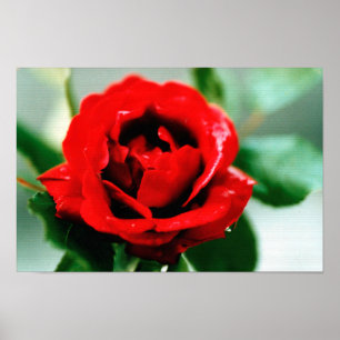 Affiche Red Rose Love