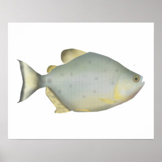 Affiche Red Ruby Piranha