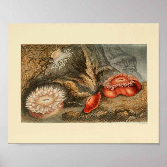 Affiche Red Sea Anemone Color marine Art Imprimer (Devant)