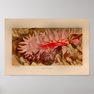 Affiche Red Sea Anemone Marine Art Imprimer