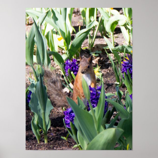 Affiche Red squirrel in spring flowers (Devant)