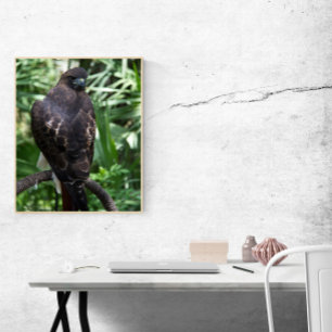 Affiche Red Tail Hawk Bird Photo