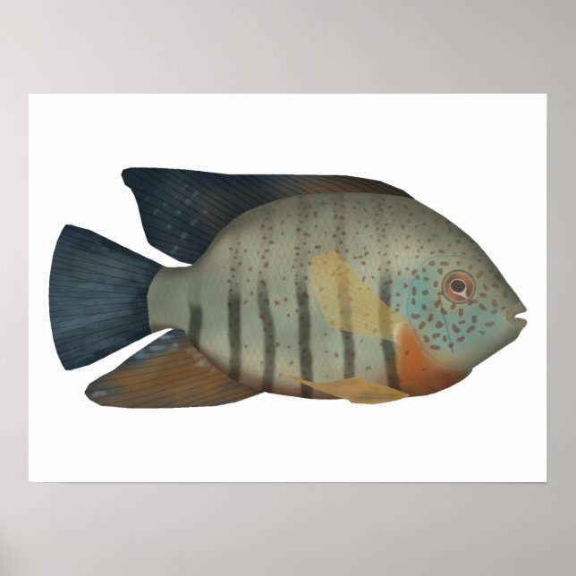 Affiche Red Tiger Severum (Devant)