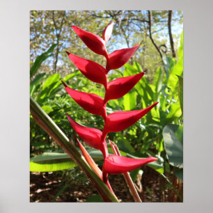 Affiche Red Tropical Flower - Heliconia