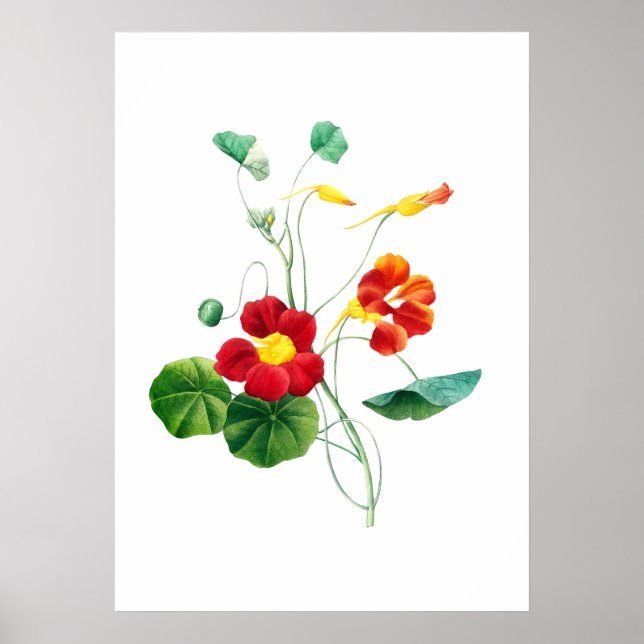 Affiche Red Willowweed II Imprimer par Mary Vaux Walcott (Devant)