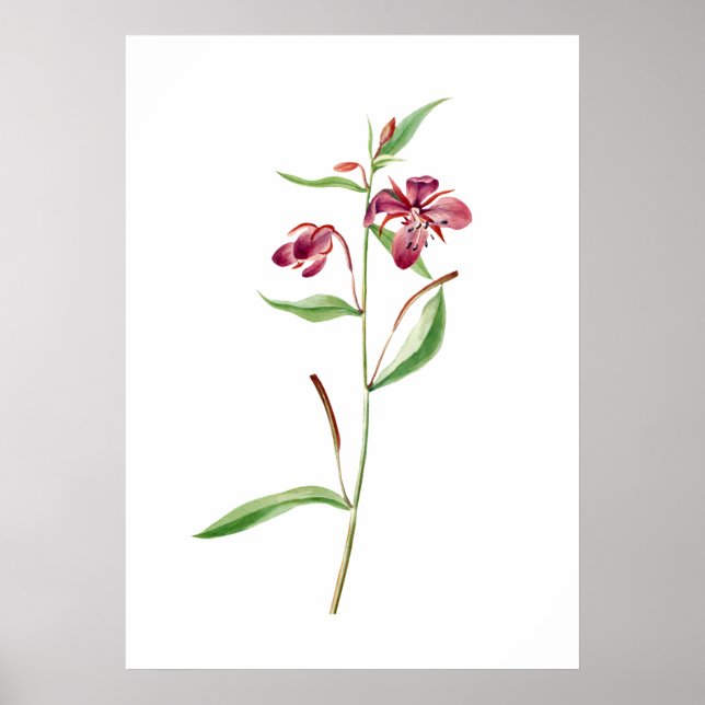 Affiche Red Willowweed Print par Mary Vaux Walcott (Devant)