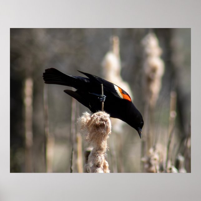 Affiche Red Winged Blackbird (Devant)