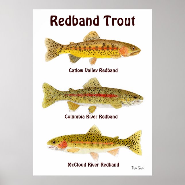Affiche Redband Trout (Devant)