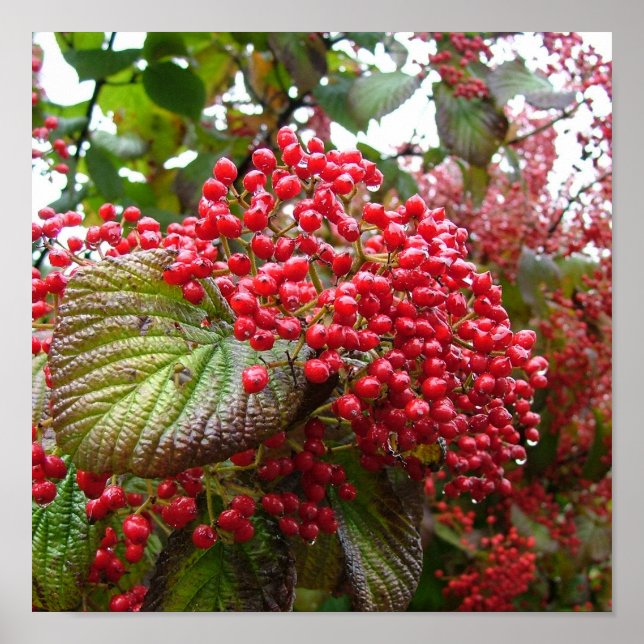 Affiche Redberry (Devant)