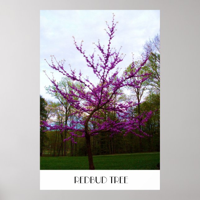 AFFICHE REDBUD TREE (Devant)