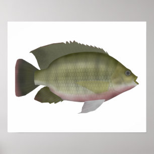 Affiche Redmamie Tilapia