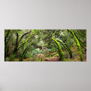 Affiche Redwood Regional Park, Californie
