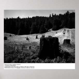 Affiche Redwood Stumps par Ansel Adams