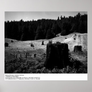 Affiche Redwood Stumps par Ansel Adams